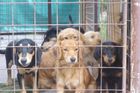 Česko se mění v obří množírnu psů. Doplácí na to zvířata