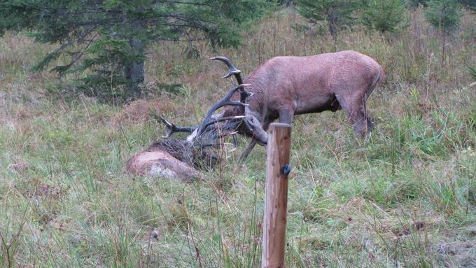 Krásná i krutá Šumava: Zaklínění jeleni i skupina losů