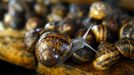 O GO WITH AFP STORY by ANNA MARIA JAKUBEK - Snails are pictured at the "Snail Garden" farm in Krasin, northern Poland, on May 29, 2013.