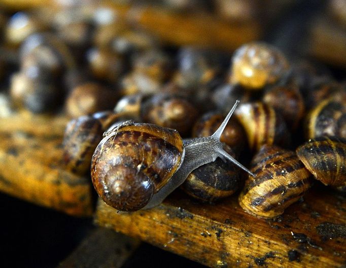 O GO WITH AFP STORY by ANNA MARIA JAKUBEK - Snails are pictured at the "Snail Garden" farm in Krasin, northern Poland, on May 29, 2013.