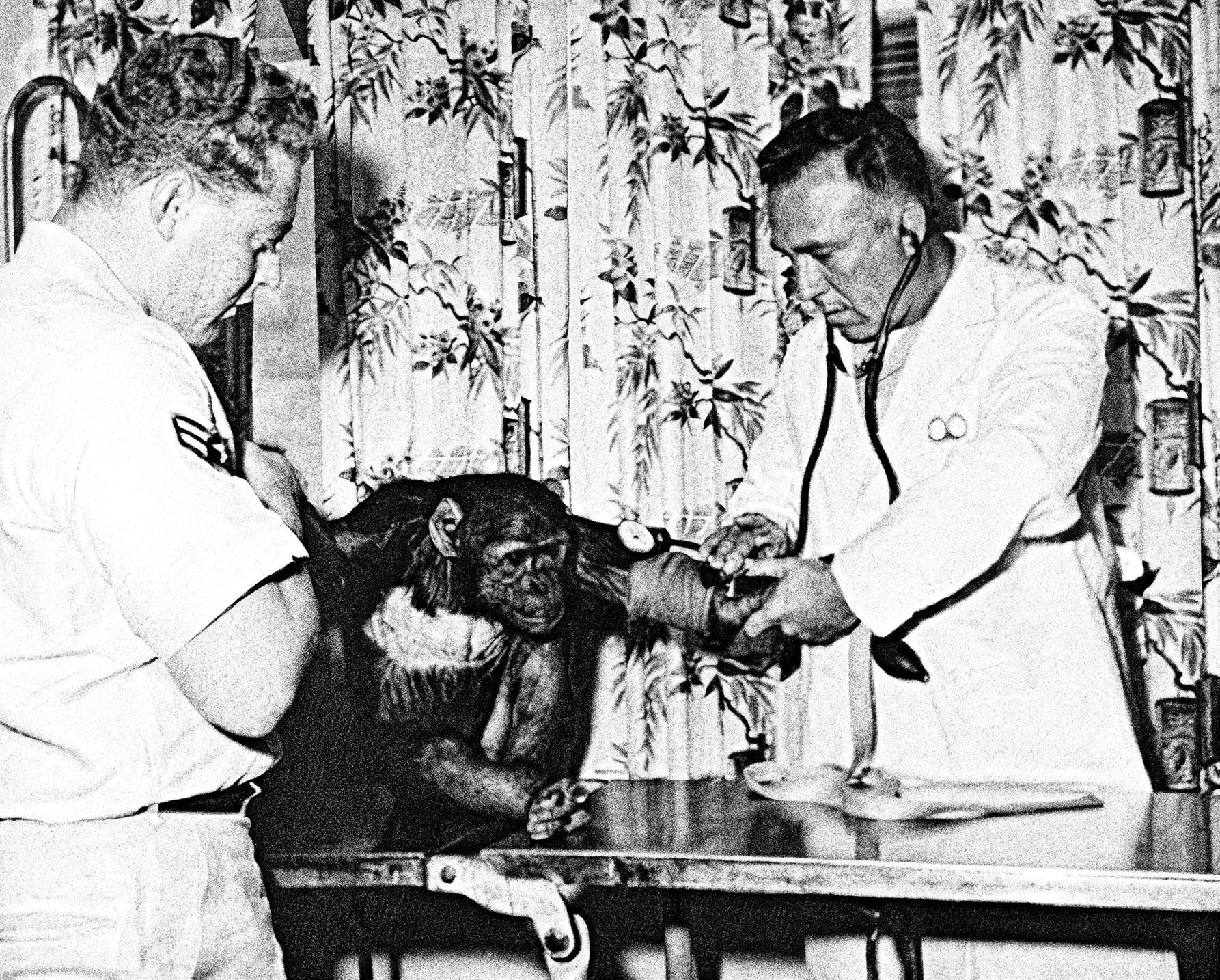 Jednorázové užití / Fotogalerie / Uplynulo 60 let od chvíle, kdy ve vesmíru šimpanz Ham předběhl Gagarina