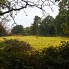 Strašidelný hrad Charleville a tajemný druidský les poblíž irského Tullamore