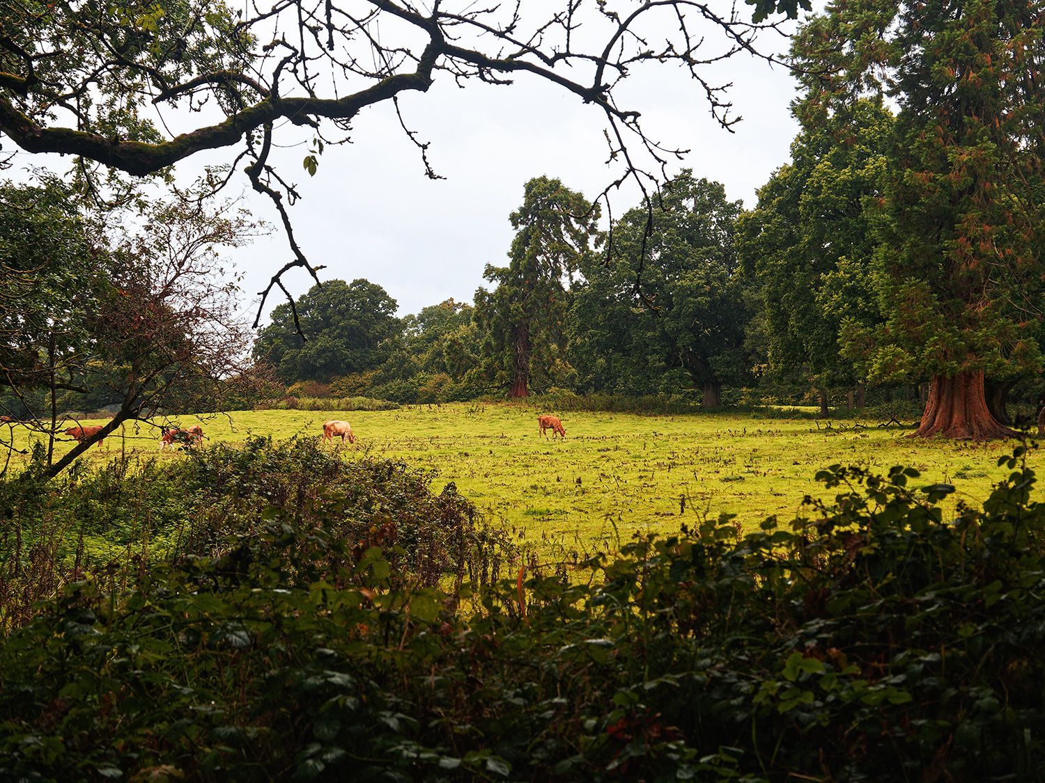 Strašidelný hrad Charleville a tajemný druidský les poblíž irského Tullamore