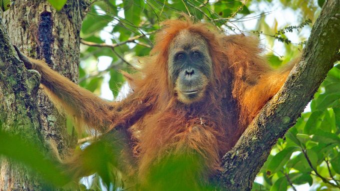 Kriticky ohrožený orangutan tapanulijský.