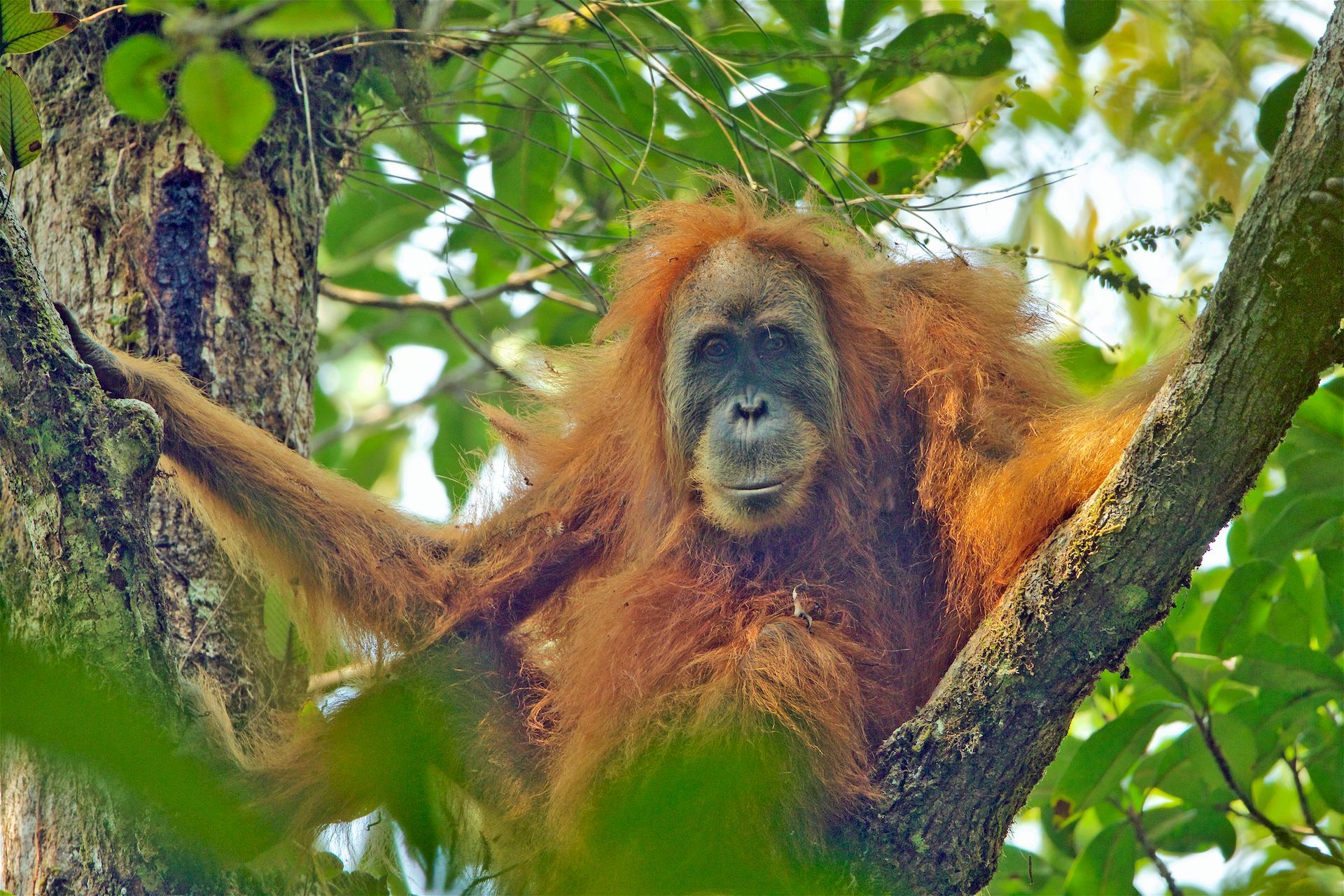 Orangutan tapanulijský