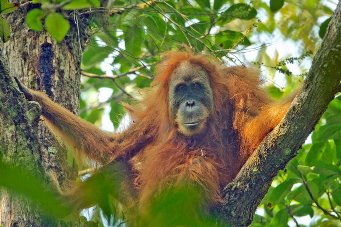 Adult female, Pongo tapanuliensis Batang Toru Forest Sumatran Orangutan Conservation Project North Sumatran Province Indonesia. Tim Laman