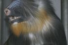 V ústecké zoo mají nové mládě, opičího samečka