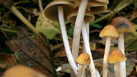 Psychedelika změní člověka jednou provždy, říká lékař