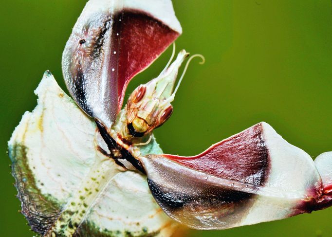 Kudlanka ďábelská (Idolomantis diabolica)