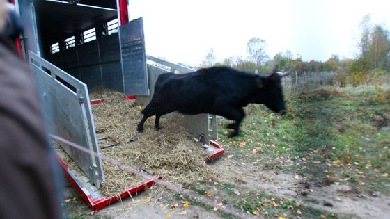 Obrazem: Zpětně vyšlechtění pratuři se nově pasou v Milovicích. Doplnili zde žijící divoké koně