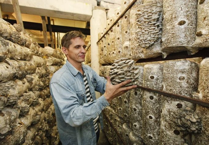 Private mushroom farm co-owner and technologist Sergei Murunov holds oyster mushrooms, also known as Veshenka mushrooms or Pleurotus Ostreatus, in the settlement of Beryozovka outside Krasnoyarsk, May 16, 2012. The farm is the only cultivator and supplier of oyster mushrooms in the region. Oyster mushrooms lower cholesterol levels and reduce the risk of oncological diseases, according to Murunov. REUTERS/Ilya Naymushin (RUSSIA - Tags: AGRICULTURE SOCIETY) Published: Kvě. 16, 2012, 2:51 odp.