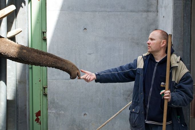 V následujících dnech si bude každý z trojice slonů zvykat nejprve na svůj box, poté na společné prostory s bazénem, na dvorek a následně i na výběh. Ve výběhu je pak návštěvníci budou moci pozorovat ve stále delších časových intervalech. Během léta by zvířata měla být venku prakticky po celou otevírací dobu areálu zahrady. V té době už bude skupina posílena o dvě nové slonice, které do Prahy přicestují v květnu z nizozemského Rotterdamu.