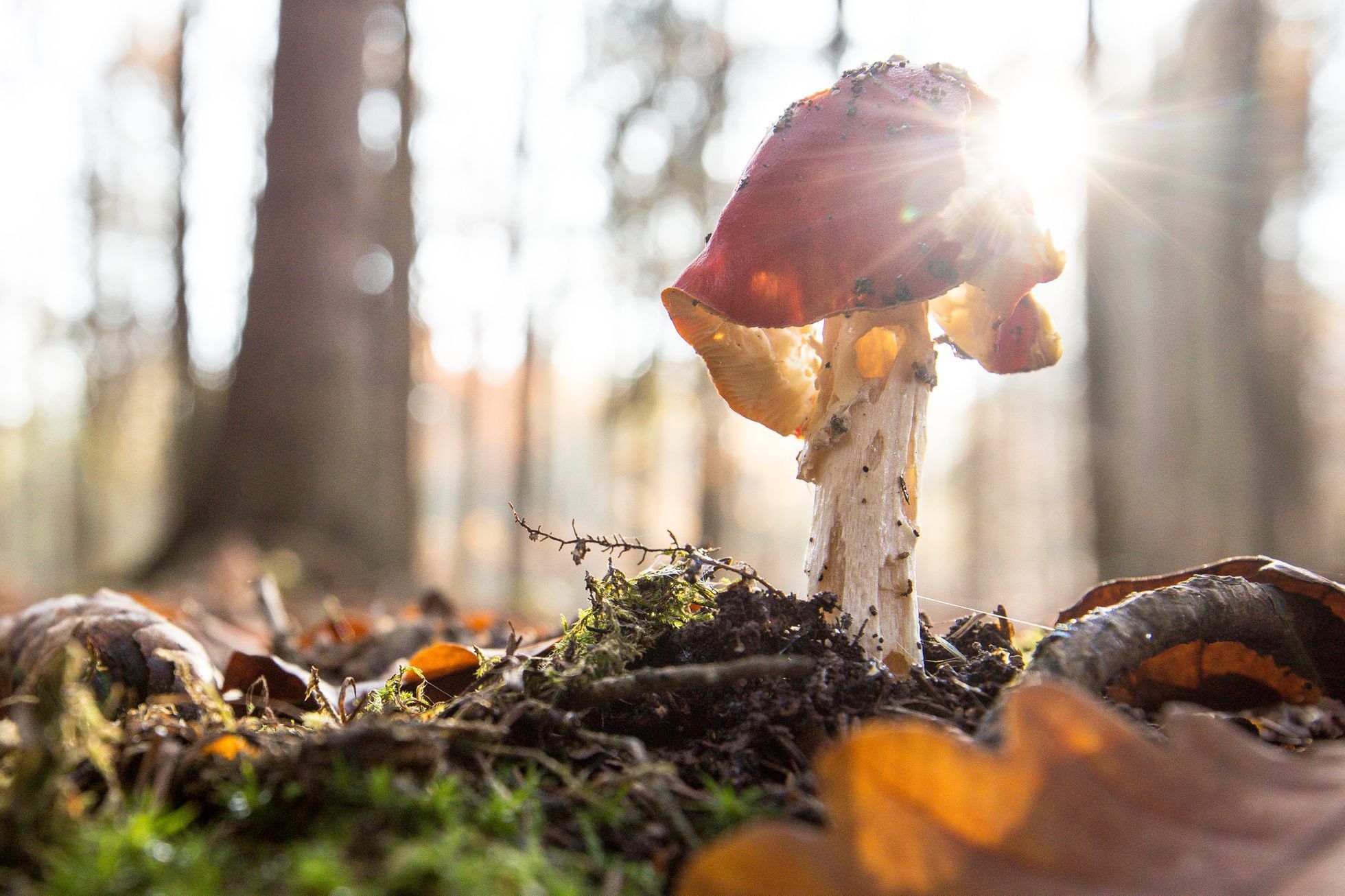 Houby, houbaření, les, podzim, počasí, Voděradské bučiny
