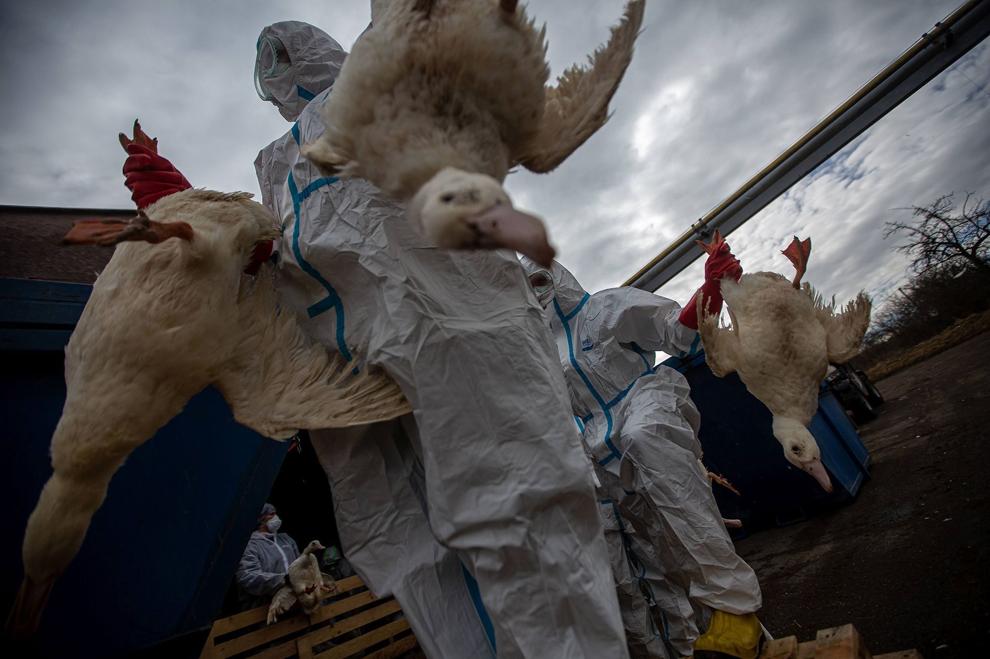 Czech Press Photo 2021 - vítězné snímky v kategorii Životní prostředí