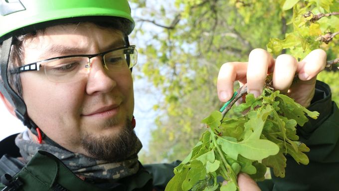 Stromy napadené škůdci volají o pomoc ptáky a dravý hmyz, potvrdili vědci