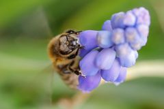 Včely jsou velmi inteligentní, umí počítat a rozeznávat lidské obličeje, tvrdí vědec