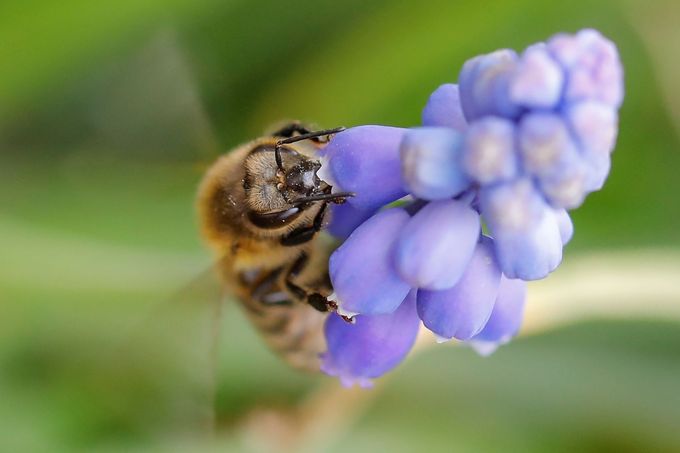 Včela opyluje květ a sbírá nektar.