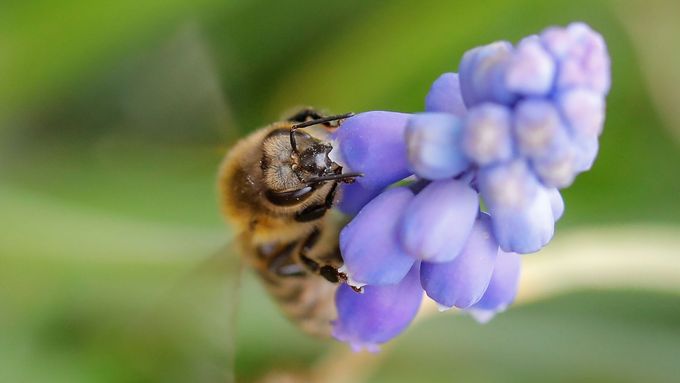 Včela opyluje květ a sbírá nektar.