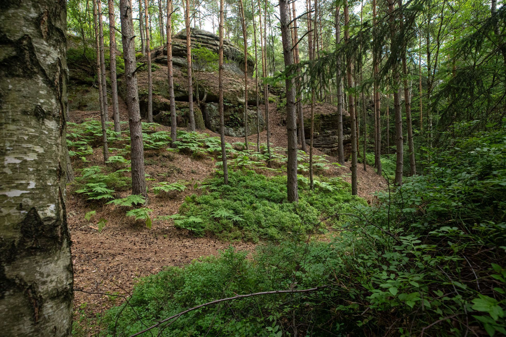 Kokořínsko, Rovenské skály, trampové, tramping, CHKO, příroda, les, planeta, strom, životní prostředí