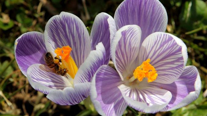 Že je jaro tu, zaregistrovaly i včely.