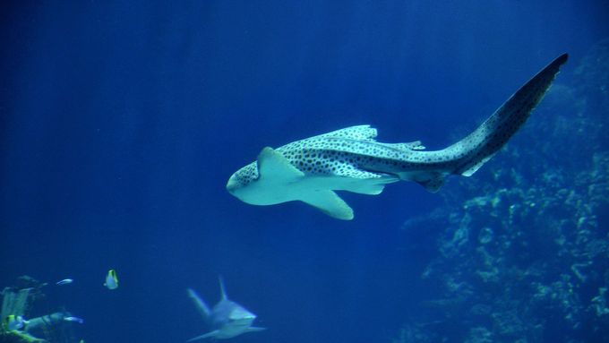 Žralok leopardí patří mezi ohrožené druhy.