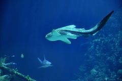 Pod mořskou hladinou se odehrála neuvěřitelná scéna. Vědci zůstali v šoku