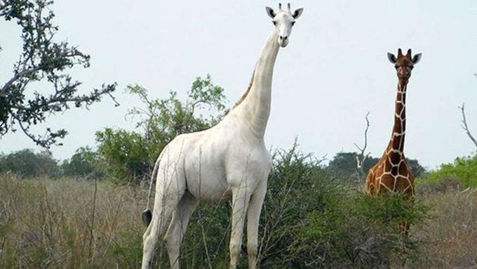 Samec vzácné bílé žirafy zůstal na světě sám. Před smrtí ho má uchránit sledovací zařízení.