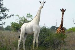Samec bílé žirafy zůstal poslední na světě. Strážci přistoupili k radikálnímu kroku