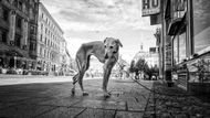 Fotografa Petra Soldána už se stránek rubriky Foto na Aktuálně.cz můžete znát. S tímto snímkem na Street Reportu zvítězil v soutěži Zvíře v Hlavní roli.