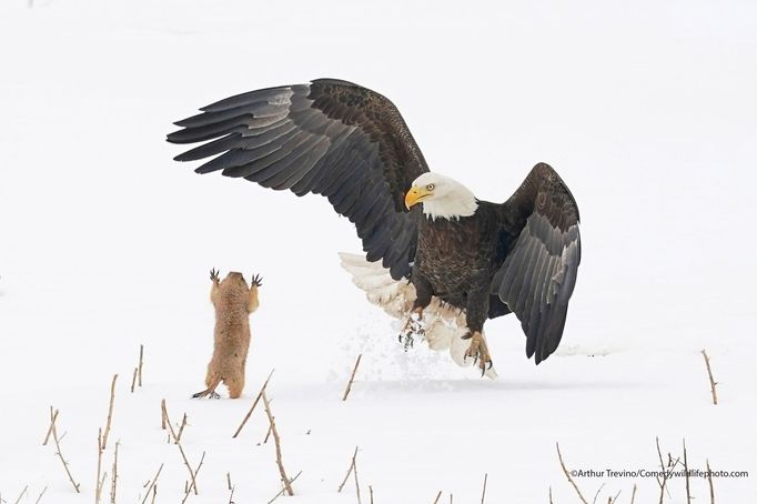 Finalisté fotografické soutěže Comedy Wildlife Photography Awards 2021