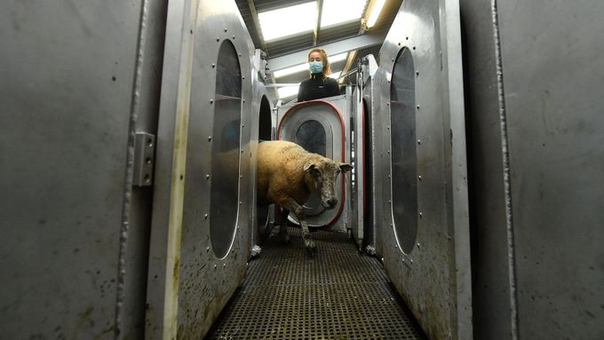 Foto: Jak zařídit, aby krávy neříhaly tolik metanu? V Irsku je krmí mořskými řasami