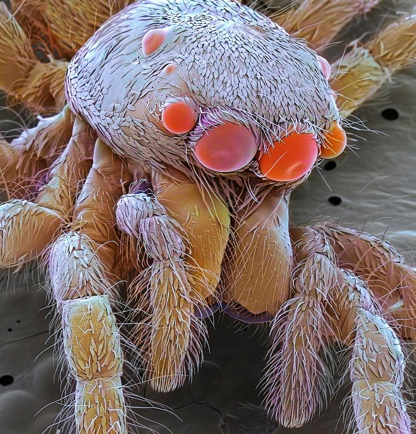 život pod mikroskopem