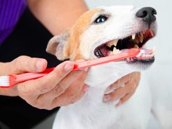 Pes čištění zubů
