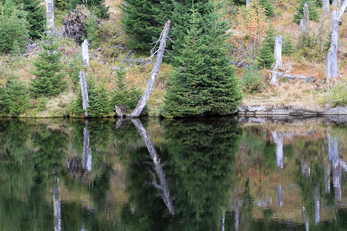 Národní park Šumava 24.9. 2015 - Tk o kůrovci