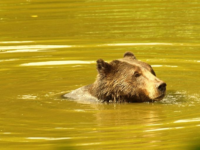 "... foceno v zoo Chomutov,medvědovi bylo takove teplo,ze se pekne spokojene koupal."