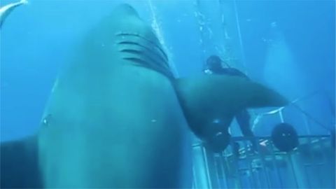 Potápěčům se podařilo natočit možná největšího bílého žraloka na světě
