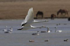 Ornitologové sečtou vodní ptactvo