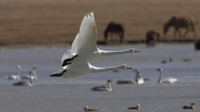 Kontrole tažných ptáků podléhají i divoké labutě žijící na velkých jezerech.