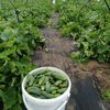 Farma Pech
