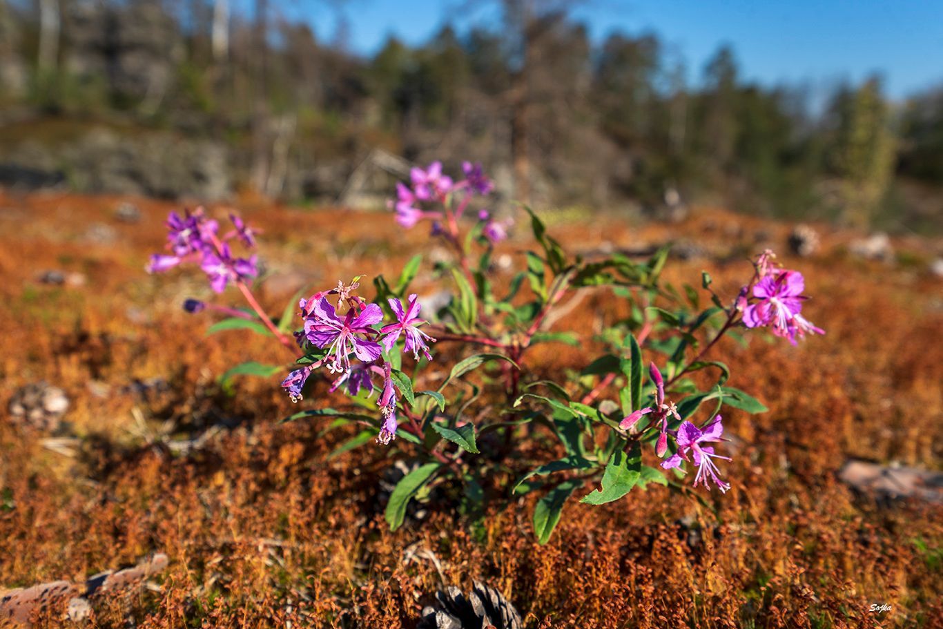 NP České Švýcarsko