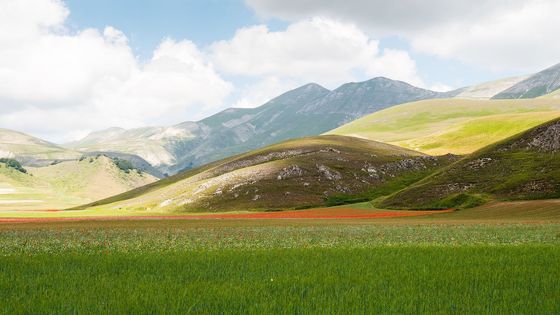 Každý rok se v okolí italského Castelluccia di Norcia odehrává malý barevný zázrak.