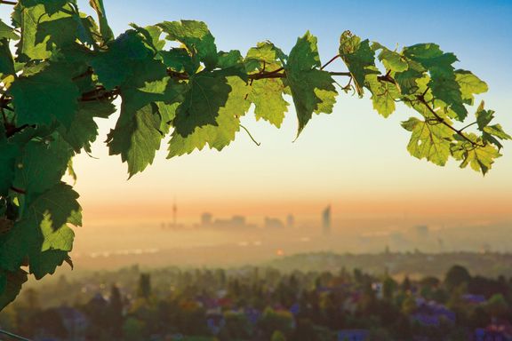 Pohled z vinice na Vídeň