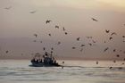 Pře kvůli rybolovu v Lamanšském průlivu pokračuje. Paříž hrozí Londýnu odvetou
