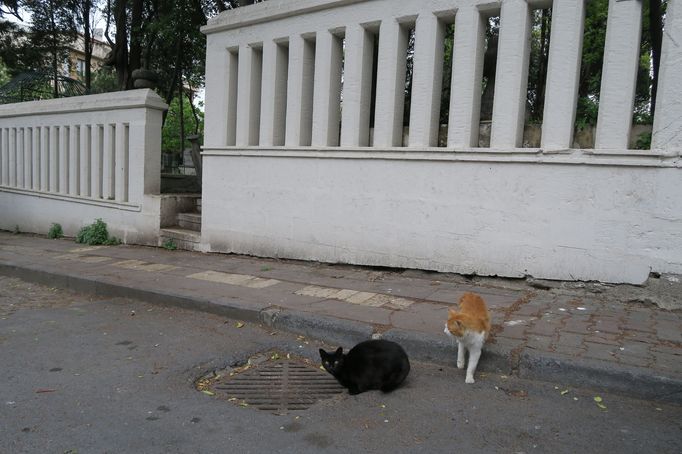 Psi a kočky v ulicích Istanbulu.