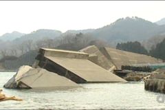 Pes plul tři týdny od tsunami oceánem. Byl zachráněn