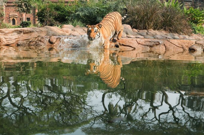 Tygr v indické ZOO v Bombaji.