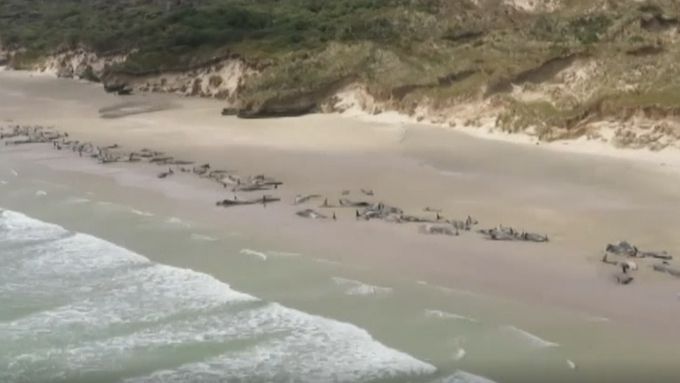 145 velryb uvízlo na pláži na Novém Zélandu