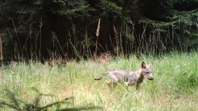 Po sto letech se vlci objevují v severozápadních Čechách, říká František Pelc, ředitel Agentury ochrany přírody a krajiny ČR, a vyvrací představu, že vlk není schopný existovat u lidských sídel.
