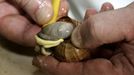 Jean Pierre Erlenmyer, chef at the Pfalzhotel Asselheim in Gruenstadt, southwestern Germany, prepares snails 26 June 2007. The snails (helix pomatia) coming from the "Pfalzschnecke" snail breeding farm can reach a length up to 10 centimeters and a weight of about 30 grams each. AFP PHOTO DDP/TORSTEN SILZ GERMANY OUT