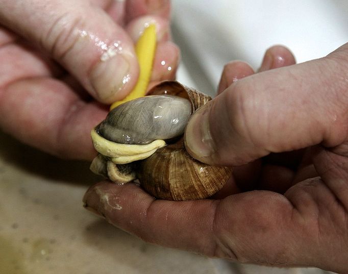 Jean Pierre Erlenmyer, chef at the Pfalzhotel Asselheim in Gruenstadt, southwestern Germany, prepares snails 26 June 2007. The snails (helix pomatia) coming from the "Pfalzschnecke" snail breeding farm can reach a length up to 10 centimeters and a weight of about 30 grams each. AFP PHOTO DDP/TORSTEN SILZ GERMANY OUT